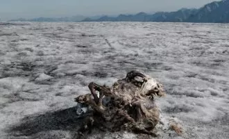 کشف مومیایی ۵۰۰ ساله بز کوهی