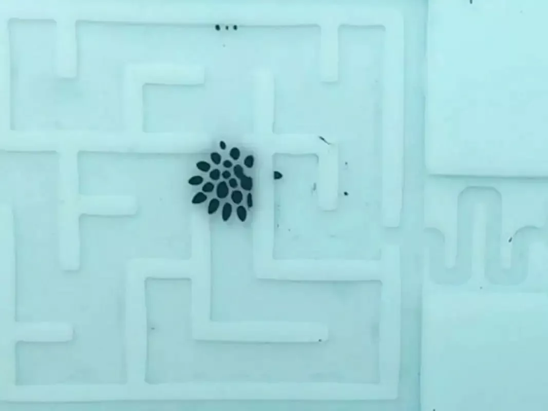 ربات