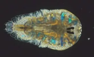 پلانکتون | منابع ژنتیکی دریای آزاد