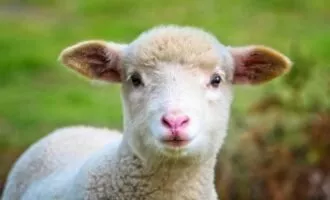 گوسفند