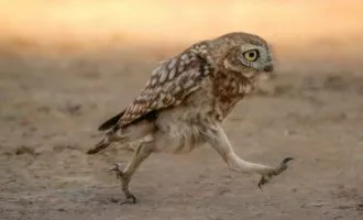 مسابقه عکاسی