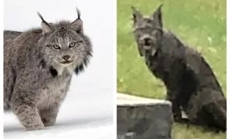 سیاه گوش