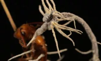 قارچ زامبی مورچه‌ها