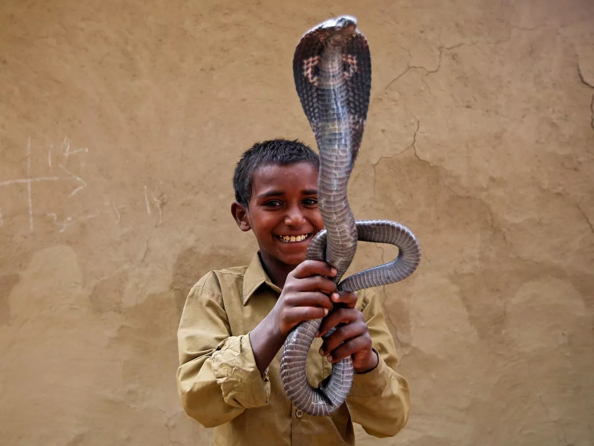 مار کبرا و پسربچه