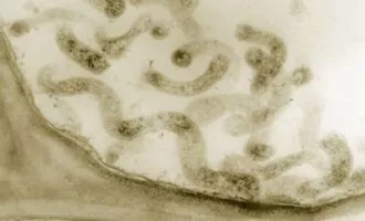 باکتری مصنوعی