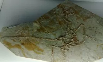 فسیل پرنده