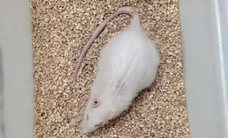 موش آزمایشگاهی