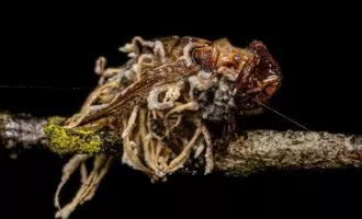 قارچ های زامبی ساز