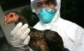 آنفلونزای پرندگان