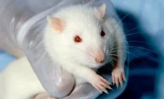 موش آزمایشگاهی