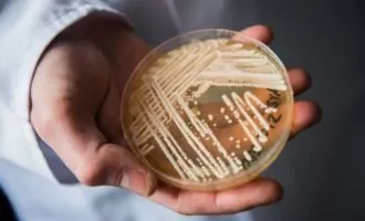 بیماری قارچی