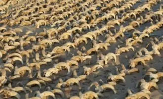 مومیایی کله قوچ