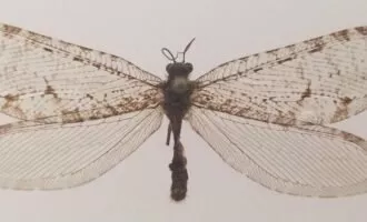 Polystoechotes punctata