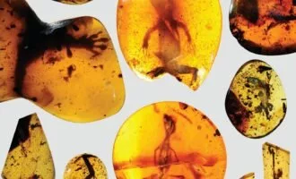 فسیل های درون کهربا