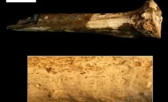 استخوان انسان