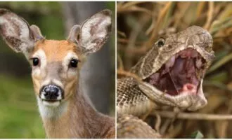 گوزن