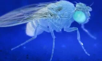 مگس