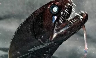 ماهی‌های اعماق اقیانوس ها ظاهری عجیب و ترسناک دارند