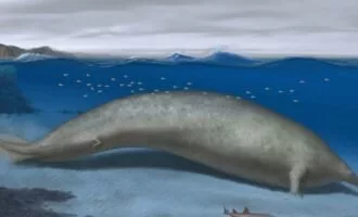 Perucetus colossus
