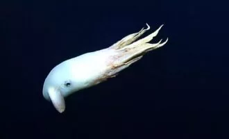 اختاپوس دامبو