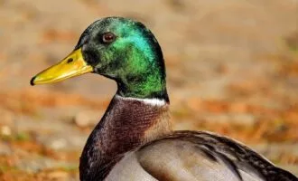 DUCK
