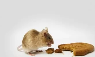 تاثیر هورمون های گرسنگی روی تصمیم گیری