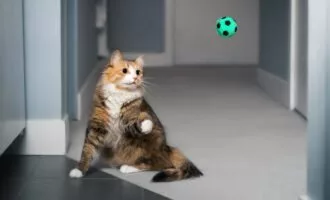گربه