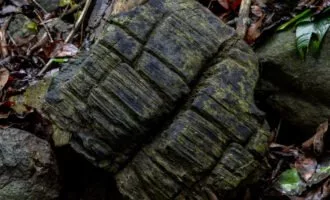 جنگل باستانی