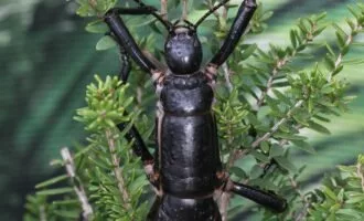 خرچنگ درختی