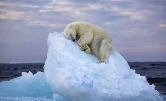 عکس برنده جایزه خرس قطبی