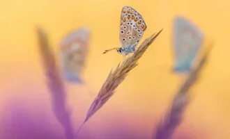 مسابقه عکاسی حیات وحش بریتانیا 2024