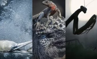 مسابقه عکاسی طبیعت 2024