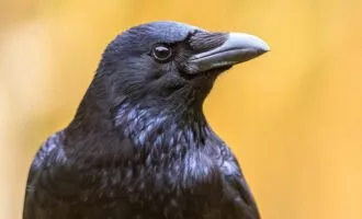 کلاغ