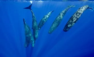 زبان نهنگ عنبر