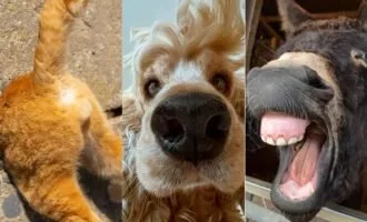 مسابقه عکاسی کمدی از حیوانات خانگی 2024