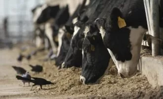 آنفولانزای پرندگان در گاوها