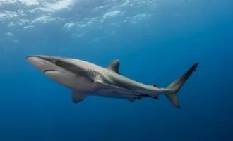 طولانی ترین مهاجرت کوسه ابریشمی