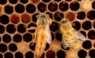 اثر گرمایش جهانی بر لانه زنبور ها