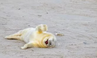 تصاویر کمدی حیات‌وحش 2024