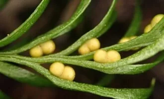 بزرگترین ژنوم زمین