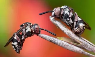 مسابقه عکاسی حشرات 2024