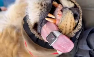 اپل واچ