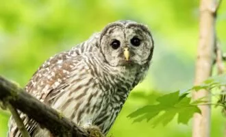 کشتن جغد در آمریکا