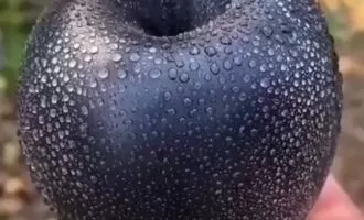 سیب الماس سیاه