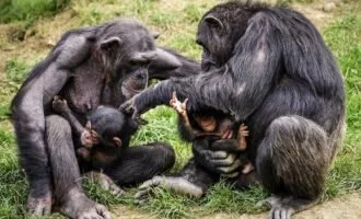 ارتباط پیچیدگی مغز و جفت گیری در پستانداران