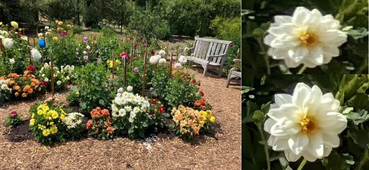 ویژگیهای Zoom Enhance