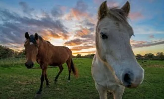 HORSE۱