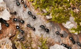 مورچه ها با تغییر معماری لانه‌هایشان، سپری در برابر بیماری‌ها می‌سازند.