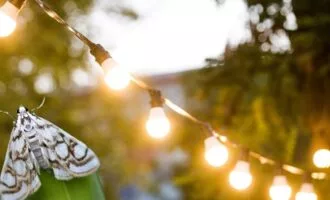 آلودگی نوری و حشرات