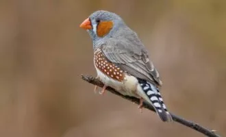 سهره گورخری یا فنچ راه راه